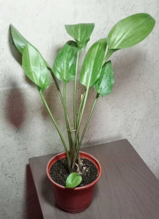 Продам. Дримиопсис - Ледебурия.