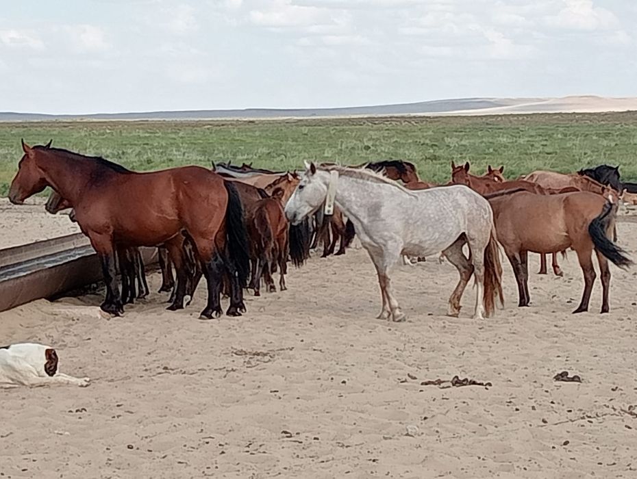 2 Ұйір жылқы сатылады/ табун лошадей . Барлығы 40 бас.