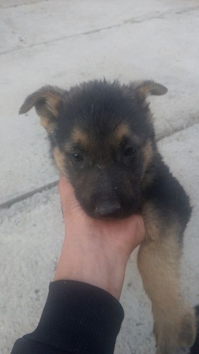 Овчарка немецкая .