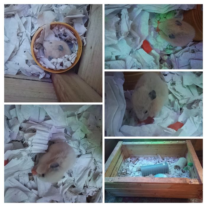 Продам хомяков сирийских с клеткой