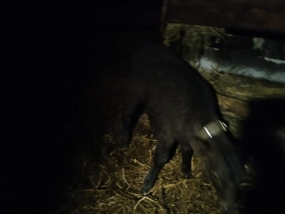 Телочка 70000 то возможен торг