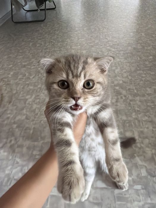 котенка девушка.