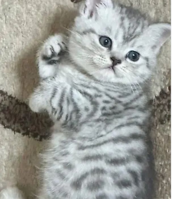 Продам шотландского котенка