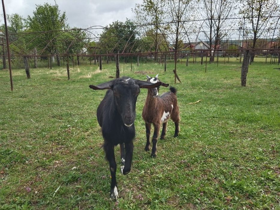 Vând capra rasa Murciano cu iada