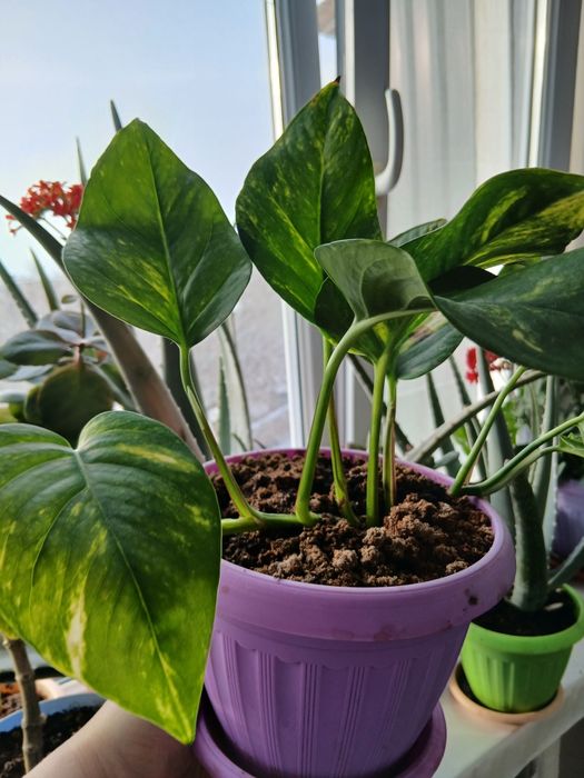 Продам комнатные цветы