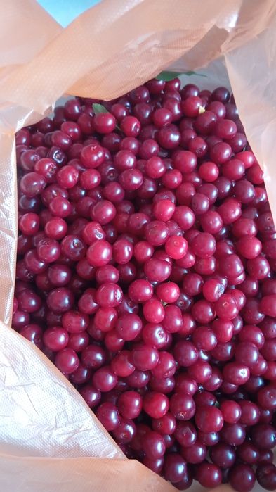 Продам дикую вишню,крупная