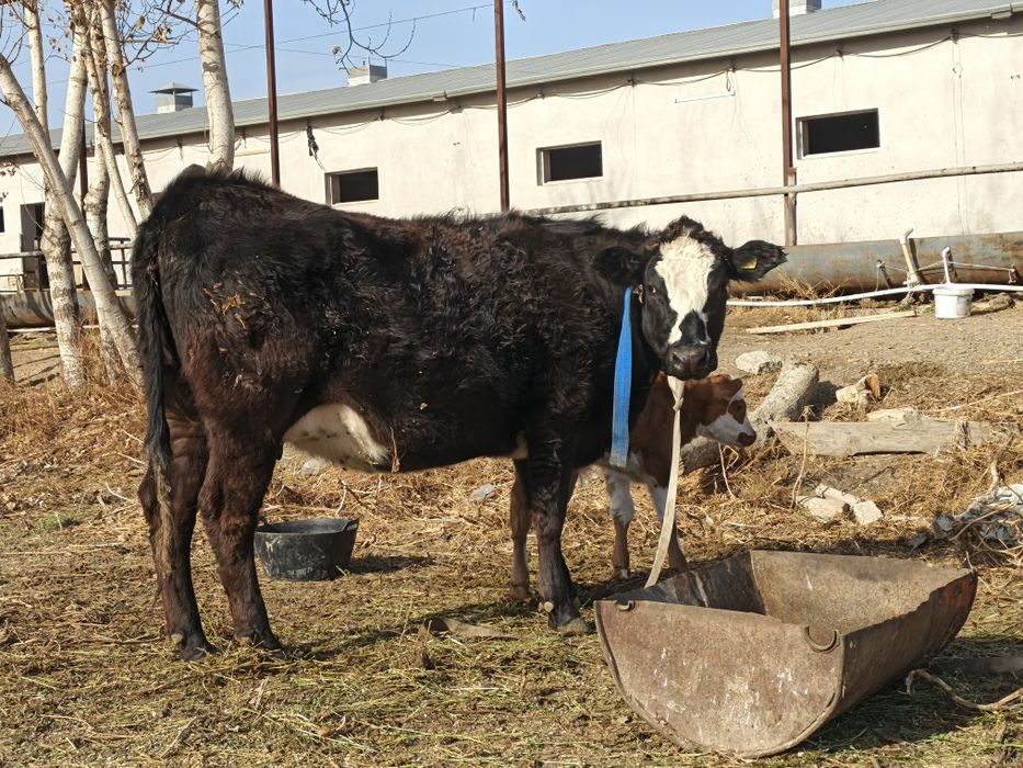 гибрид ангус боласи билан