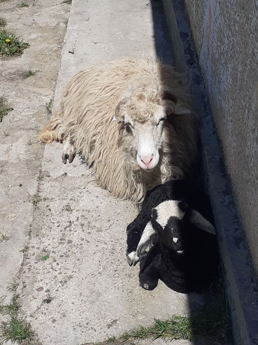 Vând oaie țurcană tânără și bună de lapte
