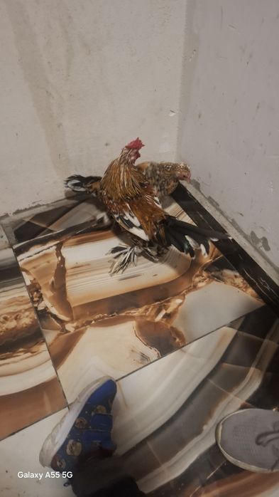 Vând găini mi de flori