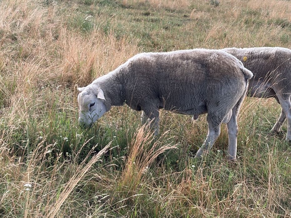 Oi texel