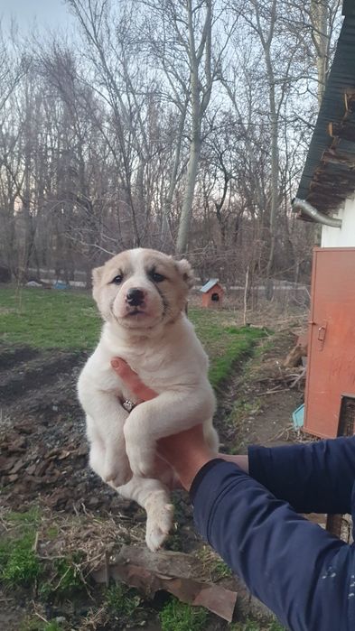 Щенки кабели крупные