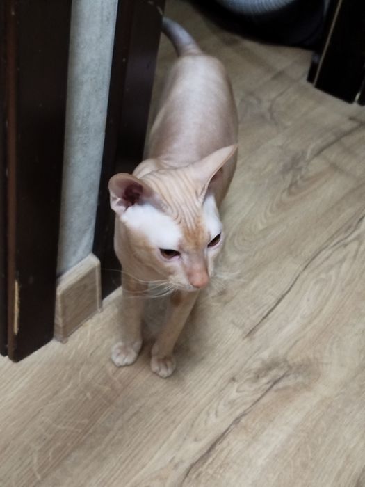 ВЯЗКА Кота сфинкс