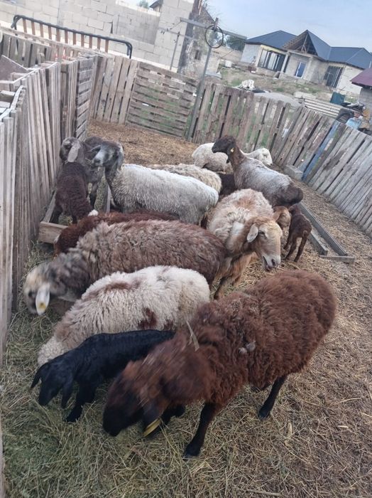 Қозылы қойлар 110'000