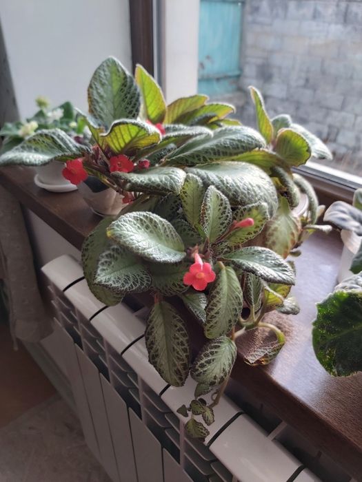 Продам эписцию комнатную