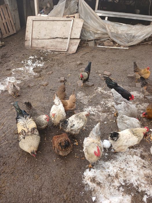 Продам Қораз,Петух