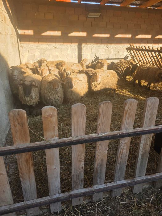 Oi de tinut sun bune de miei