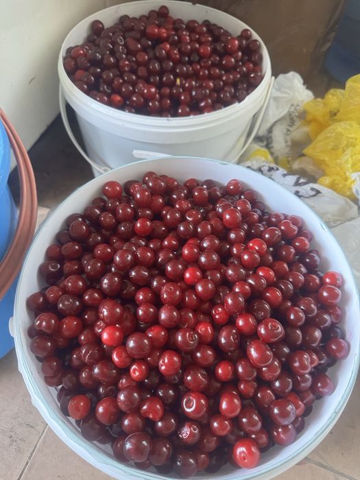 Продам вишню домашняя