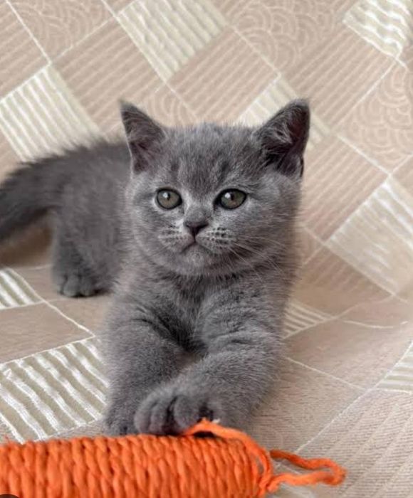 Вязка шотландский кот