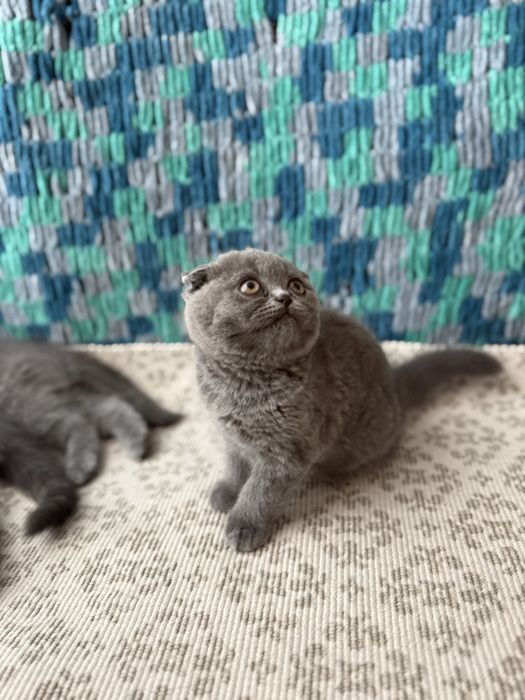 Pisici disponibile 2 luni