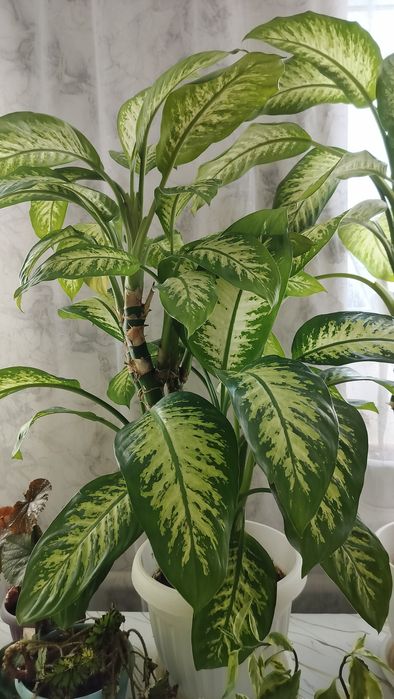 Комнатные цветы разные