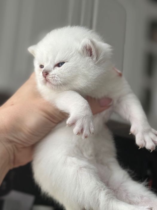 Британски коларпоинт котета