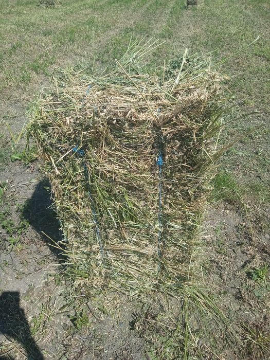 Baloți lucernă..