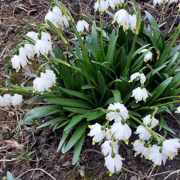 Bulbi flori de primavara - Romanesti