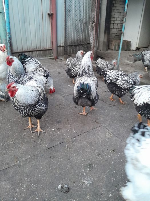 Vând cocosi Wiandot