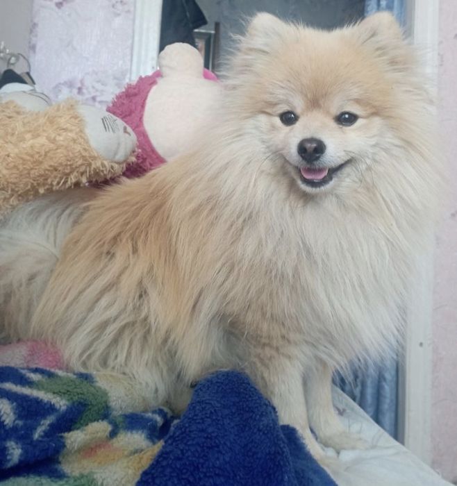 Немецкий шпиц на ВЯЗКУ.. Мальчик.