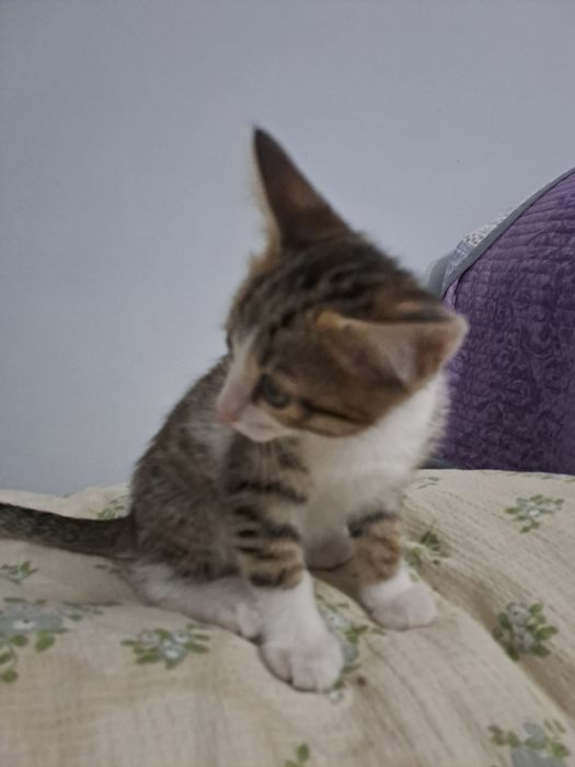 Породистая кошка