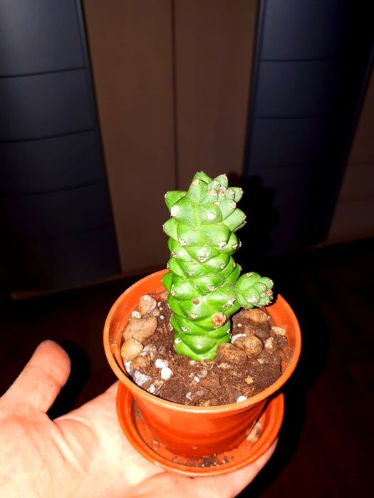 Монадениум Суккуленты  Комнатные цветы