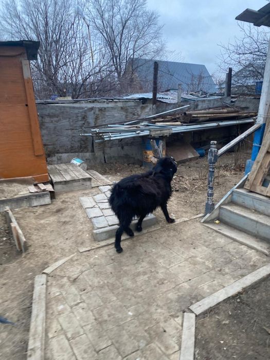 Ешки Ешкі сатылады