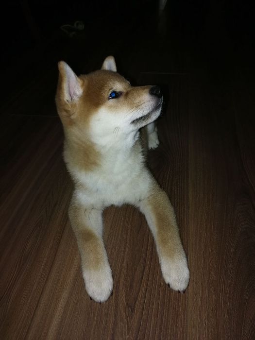 Продаются щенки Сибо-ино "Shiba-ino"