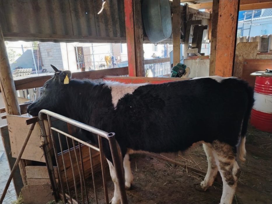 Тана сатылады 1 жас 3 ай