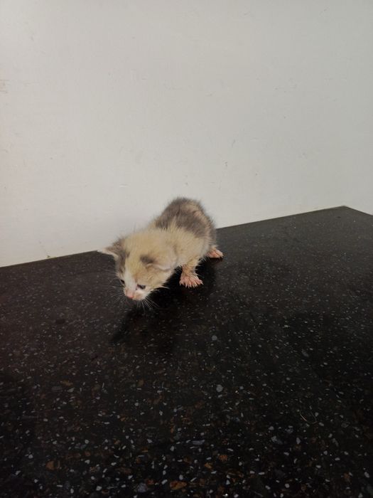 Отдаем котят в добрые руки