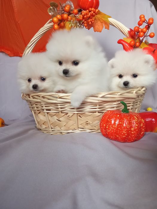 Щенки шпица мини