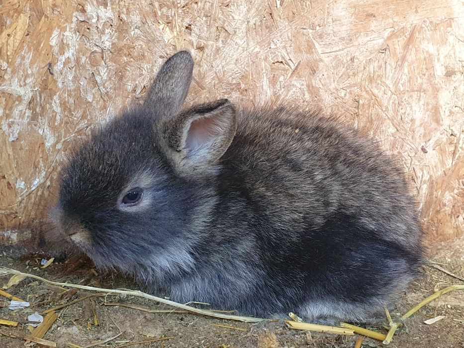 Iepurași pitici Cap de Leu pentru Paște – cadoul perfect