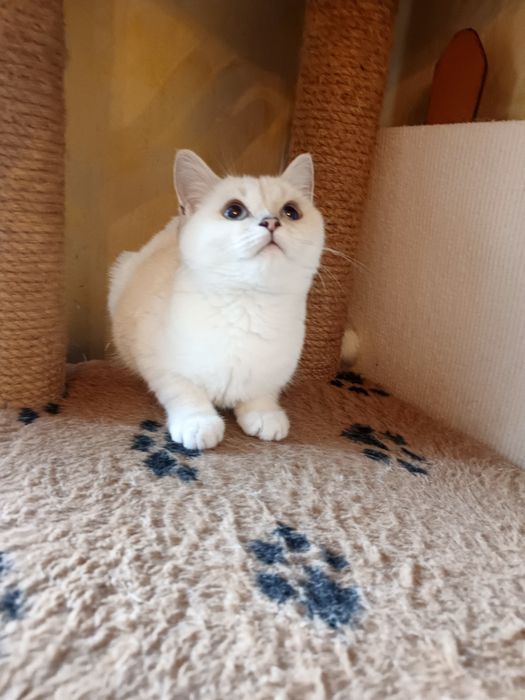 Котята шиншилла  , британцы