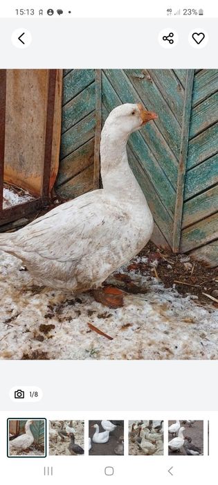 Гуси  домашние  молодые