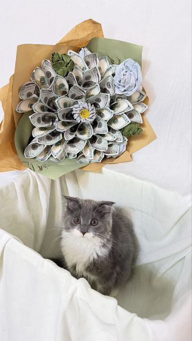 Продается котьят хейланд