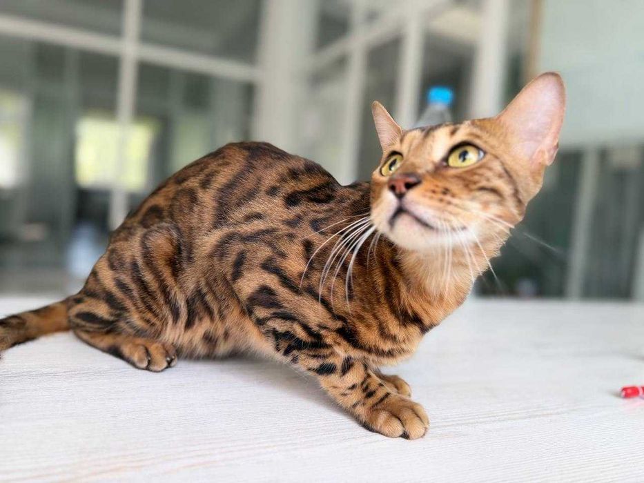 Продаются Bengal