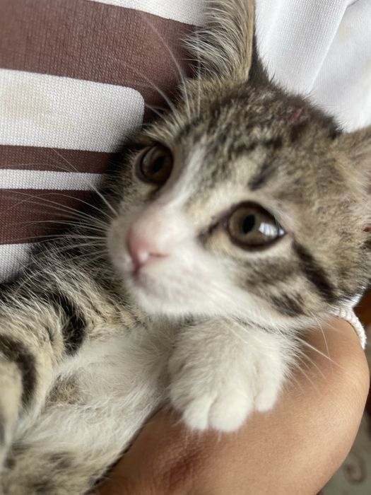 Кошка   хорошая