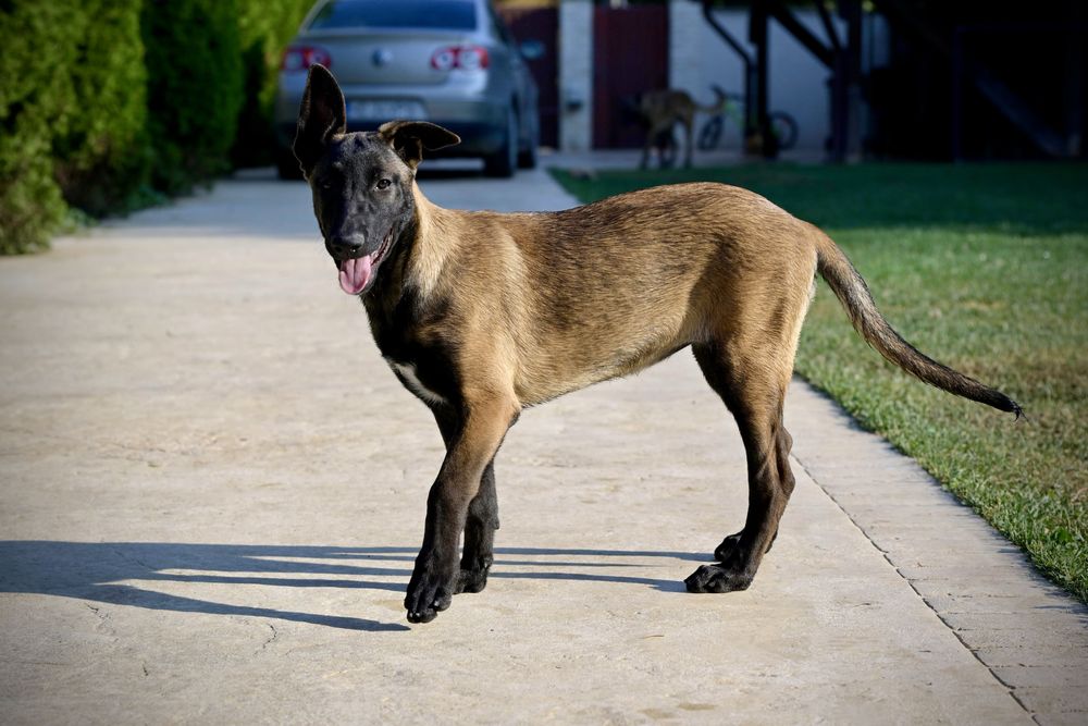 Ciobanesc Belgian - Malinois
