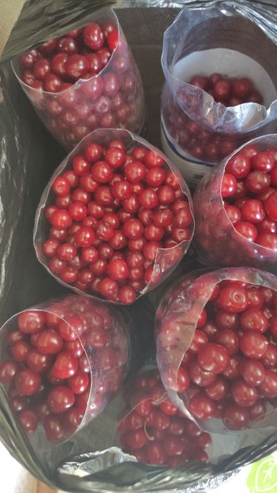 Продам вишню дачную