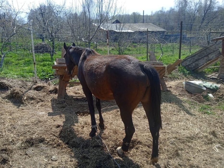 Буаз бие сатылады