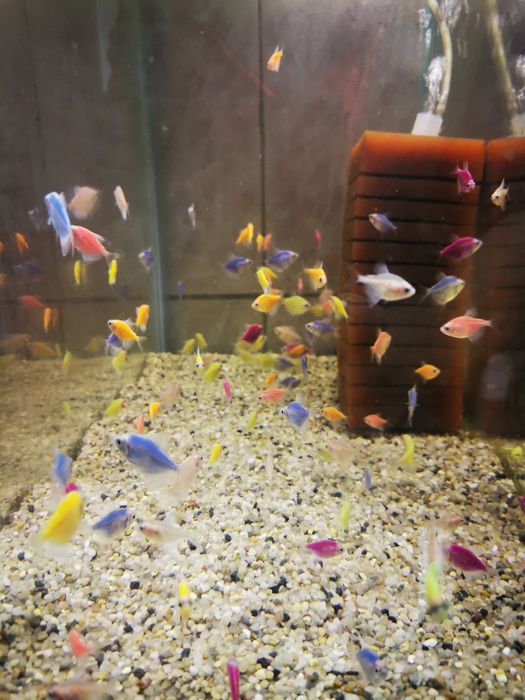 Hrana congelata de vie pesti