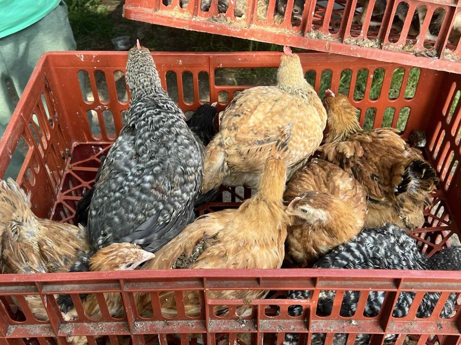 Pui rasa mixta porumbac și rosi