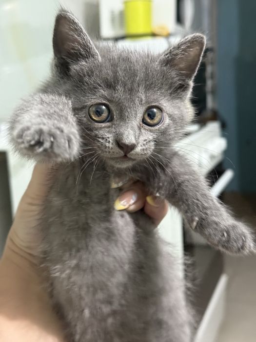 Котята почти 2 месяца в добрые руки