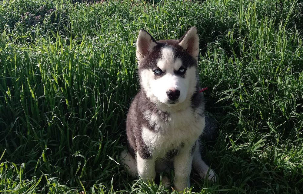 Petsitting & dresaj caini - experienta cu caini dificili/ anxiosi