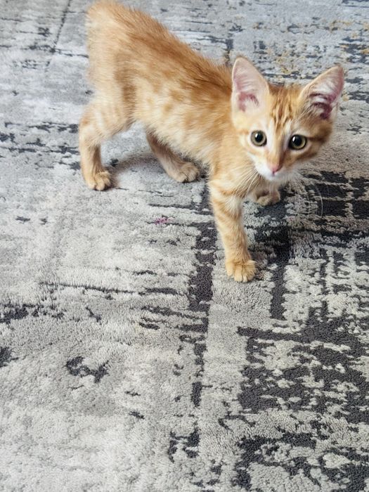 Котенок в добрые руки